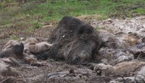 Mali skončiť v kafilérii, namiesto toho kusy lesnej zveri porozhadzovali po lese