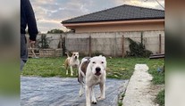 Séria útokov psov pri Bratislave: Väčšina ľudí robí chybu, ktorá sa môže skončiť tragicky