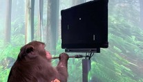 Muskov Neuralink ukázal pôsobivé video: Makak hrá ping pong iba pomocou myšlienok