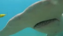 VIDEO: K ničnetušiacemu mužovi sa blížil žralok, v poslednej chvíli ho spozoroval na kamere