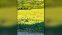 Pátranie po malom medvieďati. V obci pri Púchove sa mláďa objavilo na začiatku obytnej zóny
