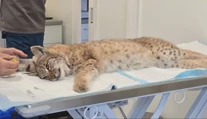 V bojnickej zoo prijali mláďatá rysa, ktoré prišli o matku. Ich správanie zaskočilo aj skúsených ošetrovateľov