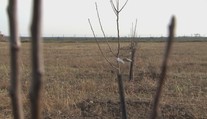 Nitra vo veľkom vysádzala ovocné stromy. Radnica však na ne akosi zabudla a väčšina uhynula