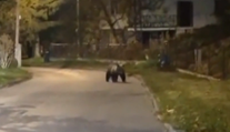 Medveď spôsobil paniku na žilinskom sídlisku, prechádzal sa popri domoch