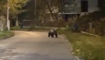 Medveď spôsobil paniku na žilinskom sídlisku, prechádzal sa popri domoch