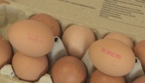 Fipronilový škandál stále žije. Na východnom Slovensku našli ďalšie nakazené vajcia