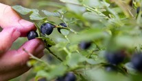 Nejedzte neumyté lesné plody. Na Slovensku stúpa výskyt raritného, no veľmi nebezpečného ochorenia