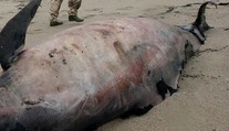 Desiatky vzácnych vorvaňov tuponosých zahynuli na mexickom pobreží