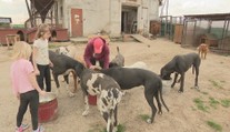 Zvieratá odsúdené na smrť dnes žijú spolu v jednej rodine. Eva im dala bezpečný domov