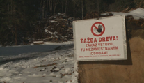 Ťažba dreva v cennej lokalite: V odľahlom lese v Nízkych Tatrách vznikol spor medzi štátom a ochranármi