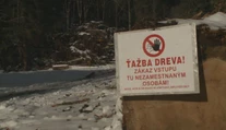 Ťažba dreva v cennej lokalite: V odľahlom lese v Nízkych Tatrách vznikol spor medzi štátom a ochranármi