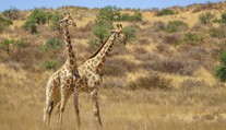 Prečo majú žirafy oproti iným živočíchom nezvyčajne dlhé krky? Vedci prišli s vysvetlením