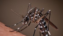 Alarmujúce zistenie vedcov. Tropická choroba, ktorá spôsobuje neznesiteľné bolesti, sa môže šíriť vo väčšine Európy