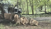 VIDEO: Na ošetrovateľa sa pred zrakmi turistov vrhla svorka levov. Desivú scénu zachytili na kameru