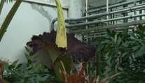 Raritná udalosť v bratislavskej botanickej záhrade. Zvedavci čakali v dlhom rade niekoľko hodín