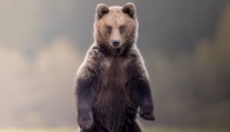 Medveď na päť metrov aj vysnívaný grizzly. Slovenský fotograf šeliem odhalil výninočné zážitky