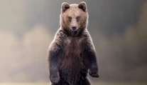 Medveď na päť metrov aj vysnívaný grizzly. Slovenský fotograf šeliem odhalil výninočné zážitky