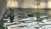 Košická zoo sa teší z nového prírastku. Toto je Lukas a Evi