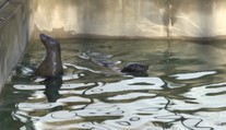 Košická zoo sa teší z nového prírastku. Toto je Lukas a Evi