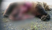 Nehodu pod Tatrami neprežila medvedica a jej mláďa
