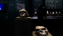 Milión rokov stará lebka prepisuje históriu evolúcie. Ľudia chodili po Zemi skôr, ako sme sa učili v škole