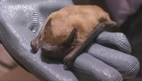 Môžu vám vletieť aj do otvoreného okna. Pri Žiline odchytávali netopiere