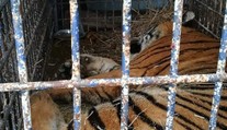Do zoo v Poznani priviezli z hraníc deväť tigrov, sú v hroznom stave