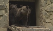 Medvedích súrodencov presúvajú z Košíc do Krkonôš. Najväčšou výzvou je ich transport