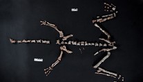 FOTO + VIDEO: V Argentíne objavili takmer kompletnú kostru jedného z najstarších dinosaurov