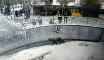 Video, z ktorého mrazí. Matka, pred zrakmi návštevníkov, hodila dcéru (3) do medvedieho výbehu v ZOO