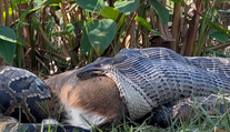 VIDEO: Vedcov prekvapili schopnosti pytóna barmského. Prirovnali ho k sériovému vrahovi