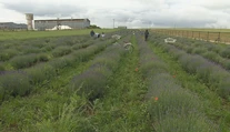 Slováci húfne chodia na polia. Farmári pri Nitre zvolávajú ľudí na samozber levandule