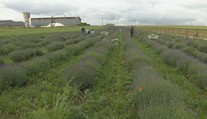 Slováci húfne chodia na polia. Farmári pri Nitre zvolávajú ľudí na samozber levandule