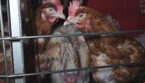 EÚ: Vedci odporučili ukončiť používanie klietok na chov kurčiat