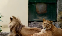 V bojnickej zoo urobili neľahké rozhodnutie, museli utratiť vzácnu levicu Zaru