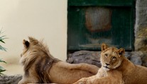 V bojnickej zoo urobili neľahké rozhodnutie, museli utratiť vzácnu levicu Zaru