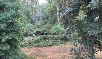 VIDEO: Polámané stromy na cestách a chodníkoch. Západným Slovenskom sa prehnala veterná smršť