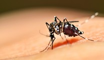 Vedci možno našli spôsob, ako poraziť maláriu. Riešením môžu byť samotné komáre