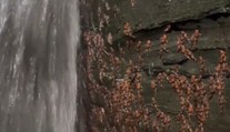 VIDEO: Vedci zdokumentovali veľkú kuriozitu. Tisícky sumcov sa šplhali na kolmú stenu za vodopádom
