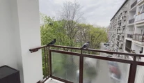 Okupujú balkóny a výkalmi ohrozujú naše zdravie. Tu je niekoľko rád, ako odohnať holuby