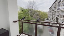 Okupujú balkóny a výkalmi ohrozujú naše zdravie. Tu je niekoľko rád, ako odohnať holuby