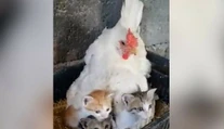 Nič roztomilejšie ste dnes nevideli. Farmár našiel pod sliepkou namiesto vajec niečo úplne iné