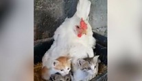 Nič roztomilejšie ste dnes nevideli. Farmár našiel pod sliepkou namiesto vajec niečo úplne iné