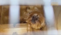 Ukradli ju pred 11 rokmi. Opicu z francúzskej zoo našli na Slovensku, vrátila sa domov