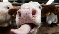 Zlikvidujú im chovy alebo ich ušetria? Farmári na juhu Slovenska si sami naordinovali karanténu