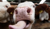 Zlikvidujú im chovy alebo ich ušetria? Farmári na juhu Slovenska si sami naordinovali karanténu