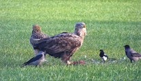 Dravému vtáctvu na Slovensku hrozí vyhynutie. Čoraz viac sa ich ocitá na záchranných staniciach