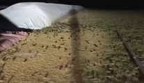 VIDEO: Invázia myší v Austrálii: Ničia úrodu, napádajú ľudí a kontaminujú vodu