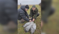 V jednej z najvzácnejších prírodných lokalít na Slovensku niekto postrieľal chránené žeriavy