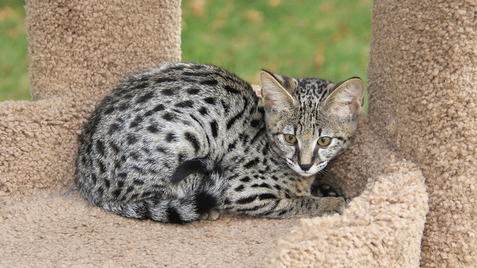 Manželia zaplatili za vzácnu mačku tisíce. Keď zistili, čo si v skutočnosti kúpili, boli v šoku